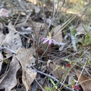 Caladenia fuscata at Denman Prospect, ACT - 3 Sep 2024