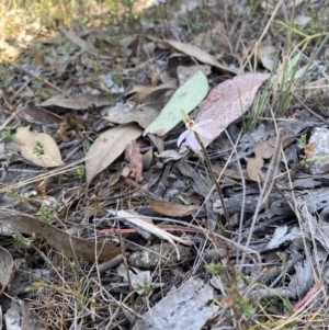 Caladenia fuscata at Denman Prospect, ACT - 3 Sep 2024