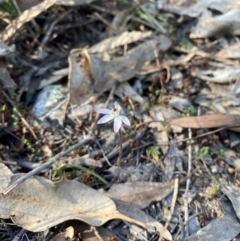 Caladenia fuscata (Dusky Fingers) at Denman Prospect, ACT - 3 Sep 2024 by nic.jario