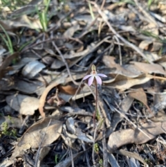 Caladenia fuscata at Denman Prospect, ACT - 3 Sep 2024