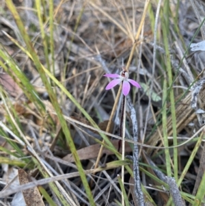 Caladenia fuscata at Denman Prospect, ACT - 3 Sep 2024