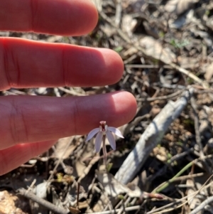 Caladenia fuscata at Denman Prospect, ACT - 3 Sep 2024