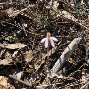 Caladenia fuscata at Denman Prospect, ACT - 3 Sep 2024