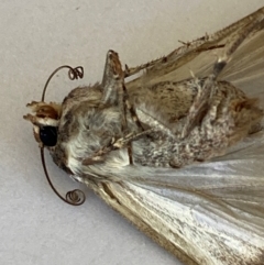 Unverified Other moth at Vincentia, NSW - 31 Aug 2024 by ICrawford