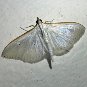 Palpita margaritacea at Arakoon, NSW - 22 Aug 2024 07:42 PM