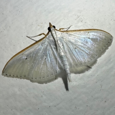 Palpita margaritacea (Pearl Moth) at Arakoon, NSW - 22 Aug 2024 by Pirom