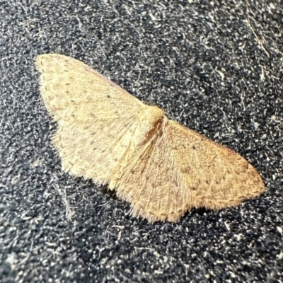 Idaea philocosma at Arakoon, NSW - 22 Aug 2024 by Pirom