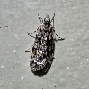 Scoparia chiasta at Arakoon, NSW - 22 Aug 2024 07:25 PM