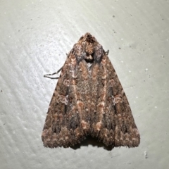 Hypoperigea tonsa (A noctuid moth) at Arakoon, NSW - 25 Aug 2024 by Pirom