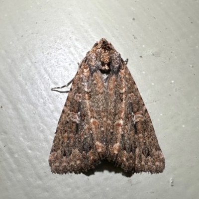 Hypoperigea tonsa (A noctuid moth) at Arakoon, NSW - 25 Aug 2024 by Pirom