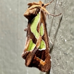 Cosmodes elegans (Green Blotched Moth) at Arakoon, NSW - 19 Aug 2024 by Pirom