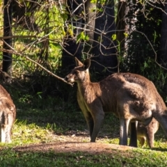 Macropus giganteus at Burnett Heads, QLD - 18 Jul 2024 by Petesteamer