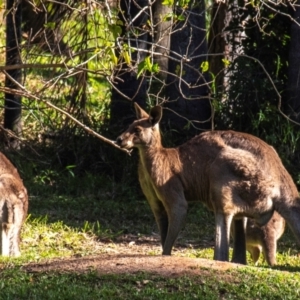 Macropus giganteus at Burnett Heads, QLD - 18 Jul 2024