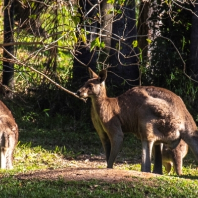 Macropus giganteus at Burnett Heads, QLD - 18 Jul 2024 by Petesteamer