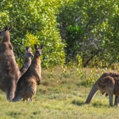 Macropus giganteus at Burnett Heads, QLD - 18 Jul 2024 03:05 PM