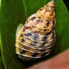 Littoraria filosa (Thin Periwinkle) at Burnett Heads, QLD - 4 Jul 2024 by Petesteamer