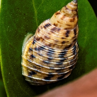 Unidentified Snail or Slug (Gastropoda) at Burnett Heads, QLD - 4 Jul 2024 by Petesteamer