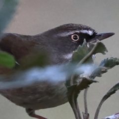 Sericornis frontalis (White-browed Scrubwren) at Guerilla Bay, NSW - 1 Sep 2024 by jb2602