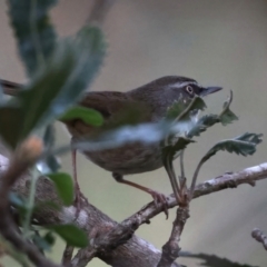 Sericornis frontalis at Guerilla Bay, NSW - 1 Sep 2024