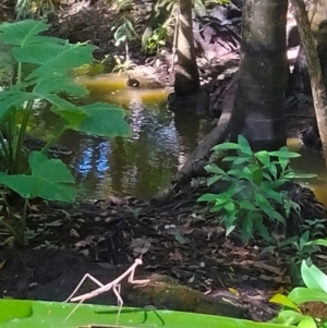 Mantodea (order) at Bundaberg North, QLD - 25 Jun 2024