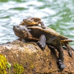 Emydura macquarii kreffti at Broken River, QLD - 26 Jul 2024 by Petesteamer