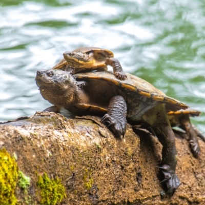 Emydura macquarii kreffti at Broken River, QLD - 26 Jul 2024 by Petesteamer