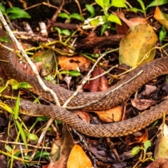 Tropidonophis mairii subsp. mairii (keelback, freshwater snake) at Broken River, QLD - 26 Jul 2024 by Petesteamer