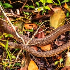 Tropidonophis mairii at Broken River, QLD - 26 Jul 2024 by Petesteamer