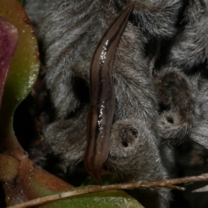 Ambigolimax sp. (valentius and waterstoni) at Freshwater Creek, VIC - 3 Aug 2024