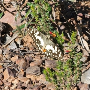 Papilio demoleus at Parkes, NSW - 3 Sep 2024 03:28 PM