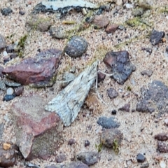 Nomophila corticalis (A Snout Moth) at Parkes, NSW - 3 Sep 2024 by Csteele4