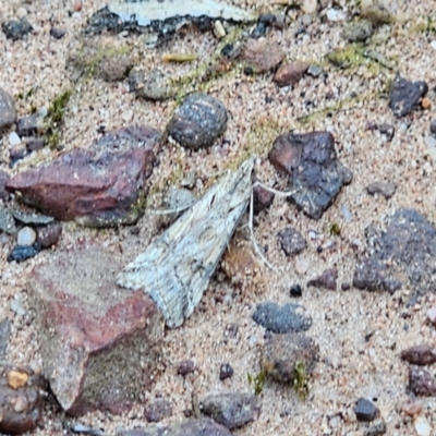 Nomophila corticalis (A Crambid moth (Spilomelinae) at Parkes, NSW - 3 Sep 2024 by Csteele4