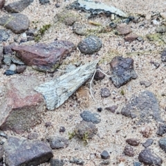 Nomophila corticalis at Parkes, NSW - 3 Sep 2024 04:56 PM