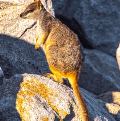 Petrogale assimilis (Allied Rock Wallaby) at Picnic Bay, QLD - 15 Jul 2024 by Petesteamer