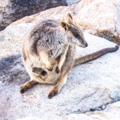 Petrogale assimilis at Picnic Bay, QLD - 16 Jul 2024