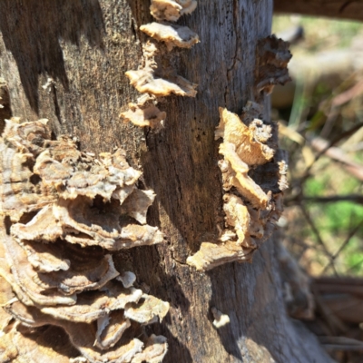 Trametes sp. at Lake George, NSW - 1 Sep 2024 by abread111