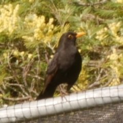 Turdus merula (Eurasian Blackbird) at Freshwater Creek, VIC - 9 Aug 2024 by WendyEM