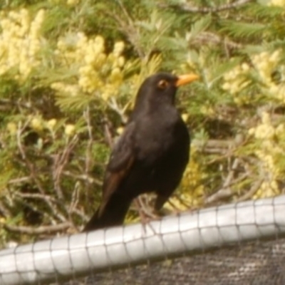 Turdus merula (Eurasian Blackbird) at Freshwater Creek, VIC - 9 Aug 2024 by WendyEM