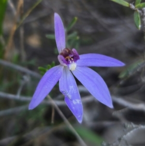 Cyanicula caerulea at Parkes, NSW - suppressed