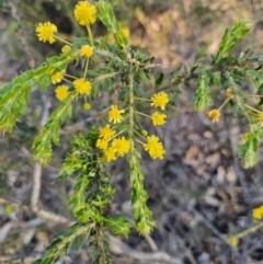 Acacia paradoxa (Kangaroo Thorn) at Parkes, NSW - 3 Sep 2024 by Csteele4