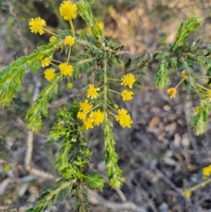 Acacia paradoxa at Parkes, NSW - 3 Sep 2024