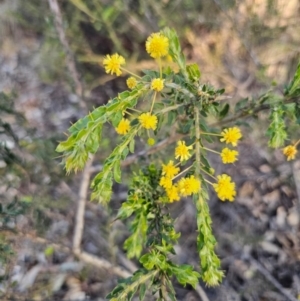 Acacia paradoxa at Parkes, NSW - 3 Sep 2024 04:39 PM