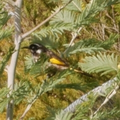 Phylidonyris novaehollandiae (New Holland Honeyeater) at Freshwater Creek, VIC - 9 Aug 2024 by WendyEM