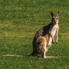 Macropus agilis at Horseshoe Bay, QLD - 16 Jul 2024 by Petesteamer