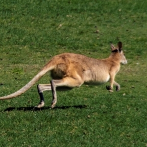Macropus agilis at Horseshoe Bay, QLD - 16 Jul 2024 01:41 PM