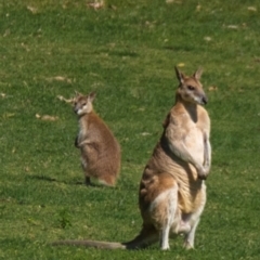 Macropus agilis at Horseshoe Bay, QLD - 16 Jul 2024