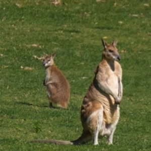 Macropus agilis at Horseshoe Bay, QLD - 16 Jul 2024 01:41 PM