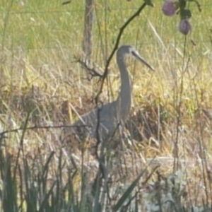 Egretta novaehollandiae at Freshwater Creek, VIC - 11 Aug 2024