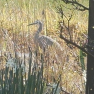 Egretta novaehollandiae at Freshwater Creek, VIC - 11 Aug 2024