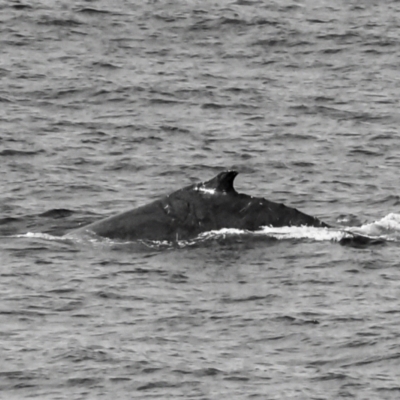 Megaptera novaeangliae (Humpback Whale) at Slade Point, QLD - 27 Jul 2024 by Petesteamer